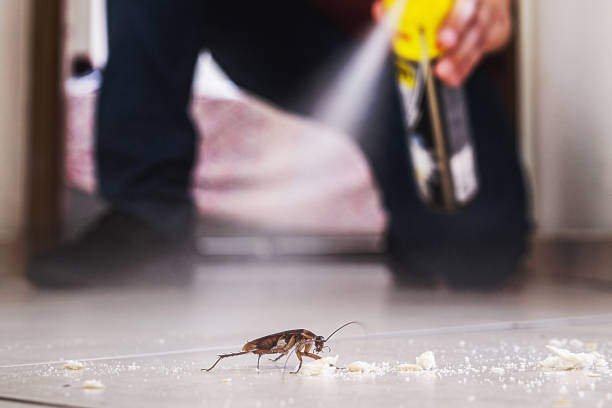 Best Termite Control Services  in Breese, IL